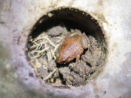 A robust whistling frog protecting  eggs in new concrete shelters