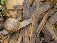 Common garden snail, Cornu aspersum