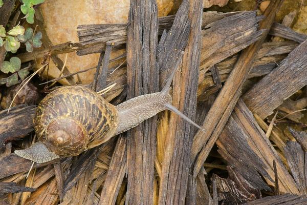 Common garden snail, Cornu aspersum
