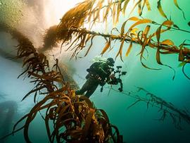 kelp 