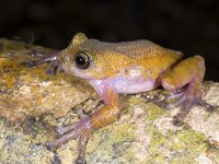 Thorny Tree Frog