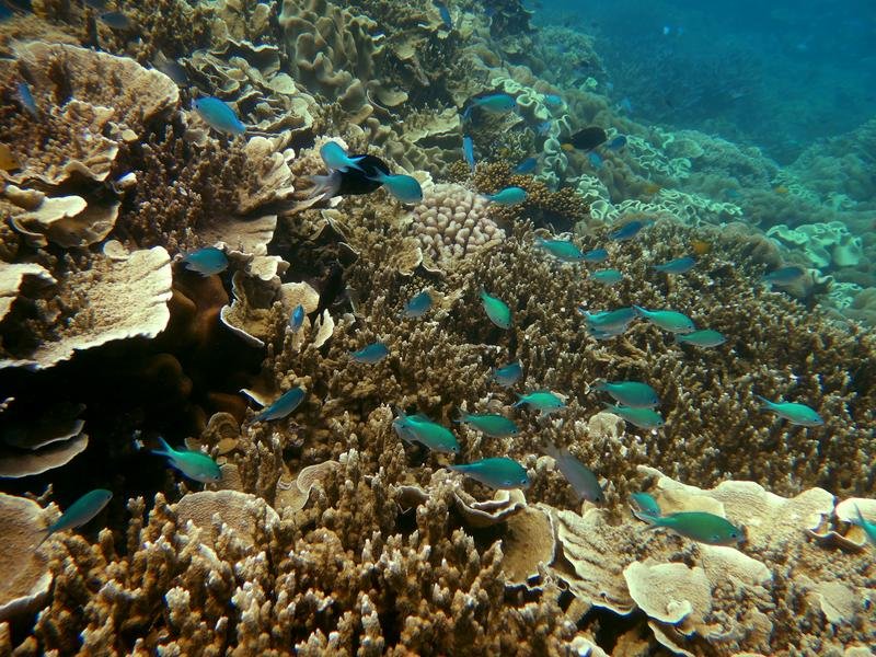 The Great Barrier Reef in far north Queensland, Cairns
