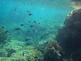 reef
