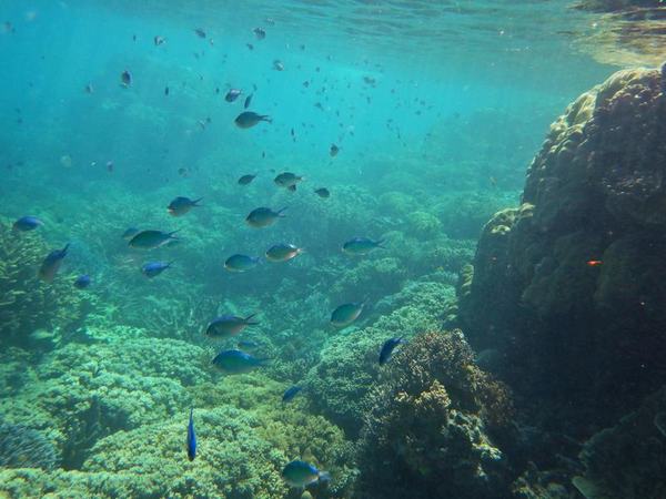 reef