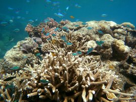 The Great Barrier Reef in Far North Queensland (file image)