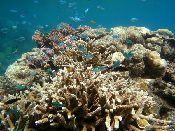 The Great Barrier Reef in Far North Queensland (file image)