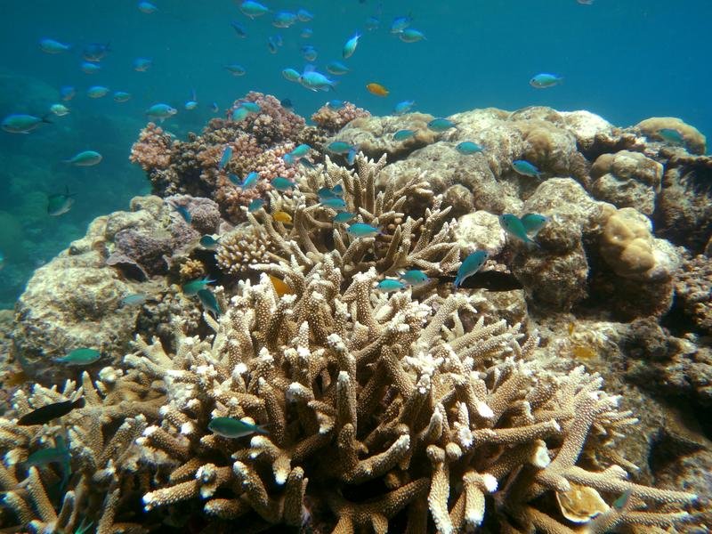 The Great Barrier Reef in Far North Queensland (file image)