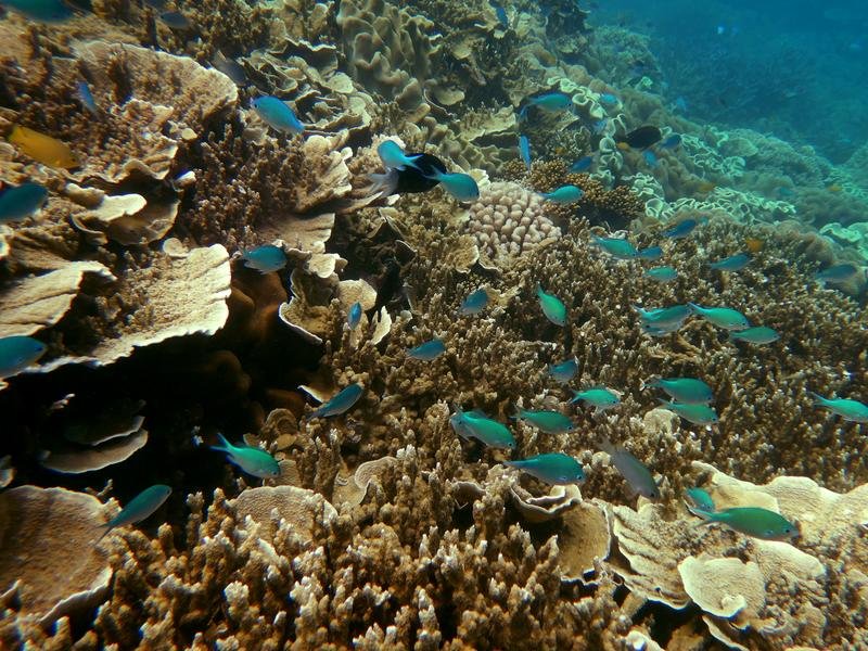 The Great Barrier Reef in Far North Queensland