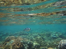The Great Barrier Reef in Far North Queensland