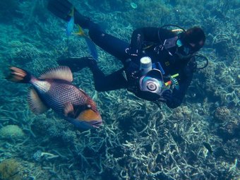 'Ecological grief' a motivator for reef restorers - The Australian ...