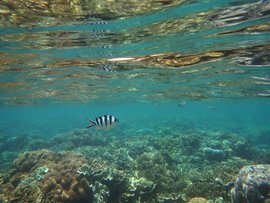 The Great Barrier Reef in Far North Queensland, Cairns