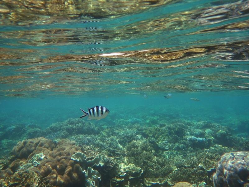 The Great Barrier Reef in Far North Queensland, Cairns