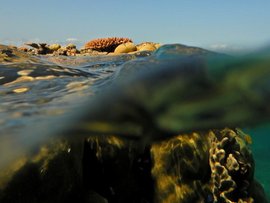 The Great Barrier Reef in Far North Queensland