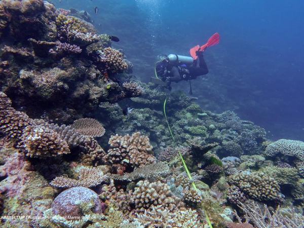 reef