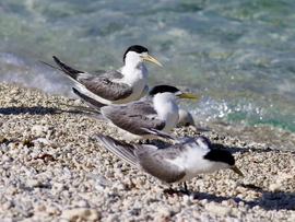 Greater crested terns