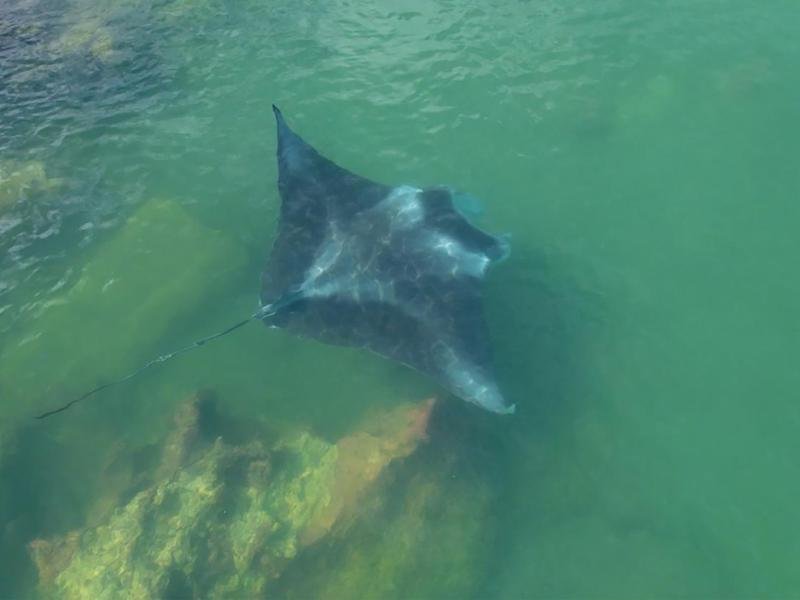 A manta ray swims off an suburban beach in Darwin Harbour, NT