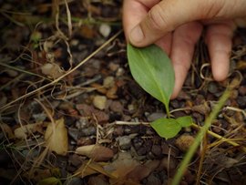 Typhonium plant.