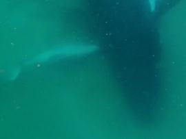 A humpback whale alongside her stillborn calf