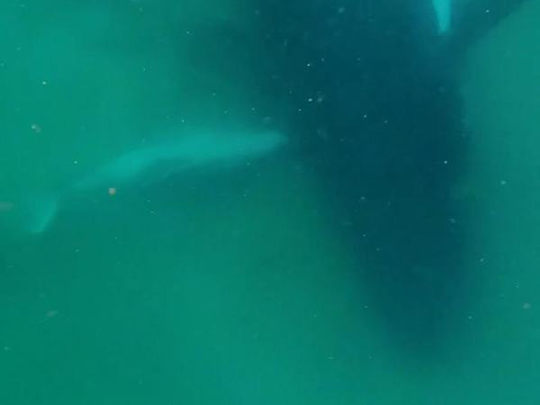 A humpback whale alongside her stillborn calf