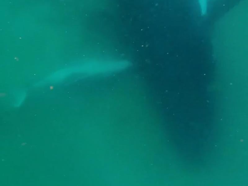 A humpback whale alongside her stillborn calf