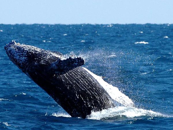 whale