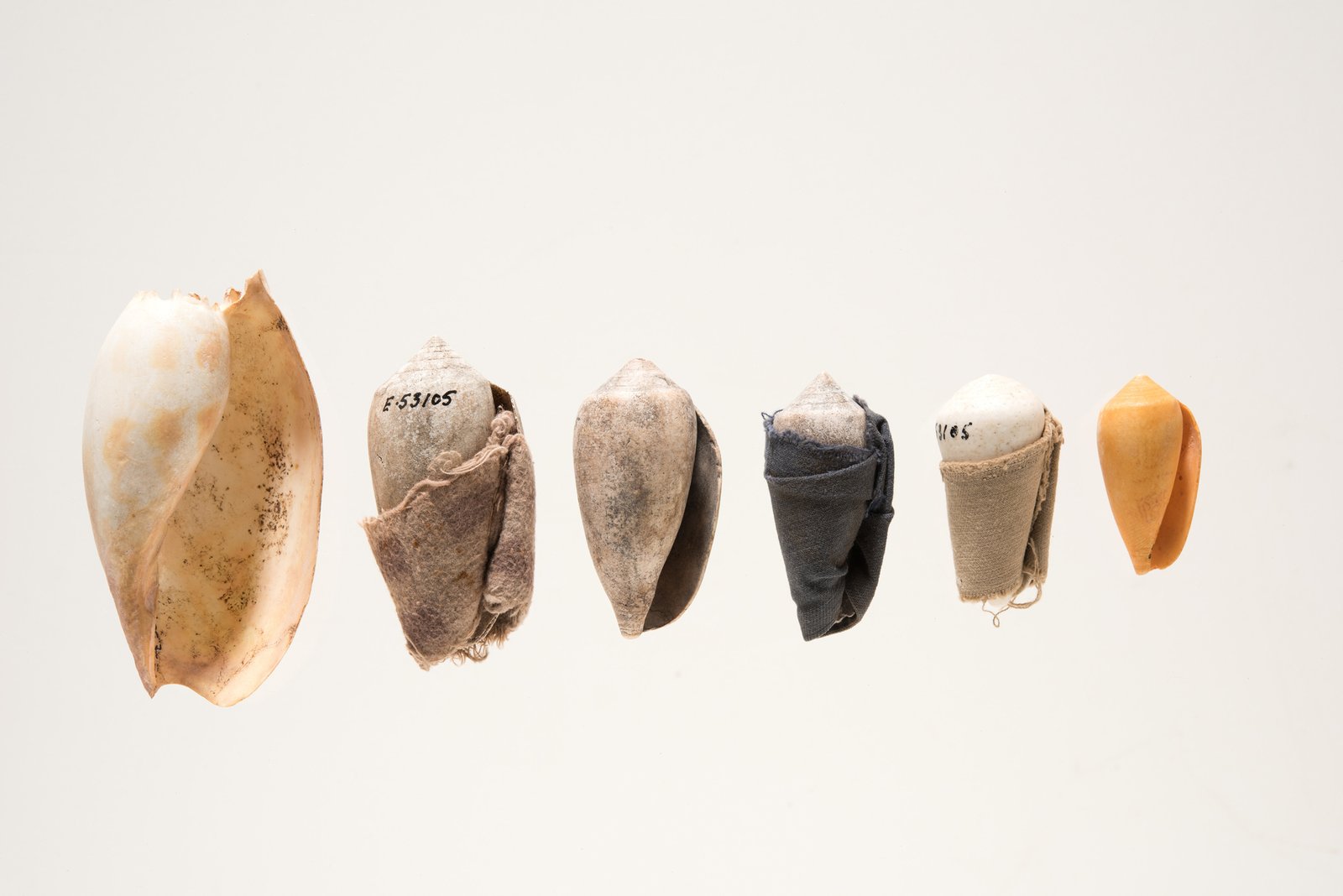 Six shell dolls in a row, some wrapped in cloth, collected from Groote Eylandt, 1948.