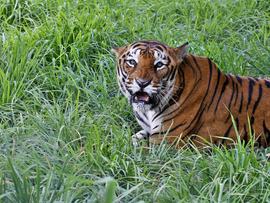 A Bengal tiger rests in Bannerghatta National Park, India