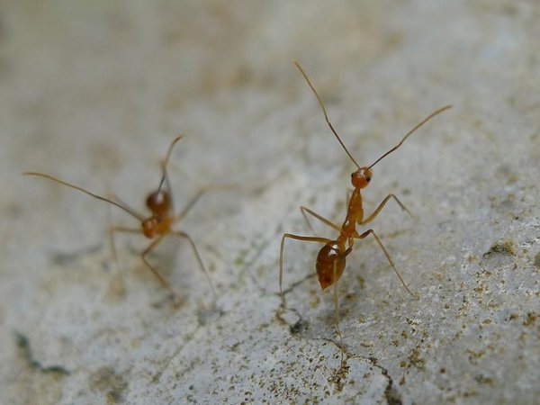 Yellow crazy ants