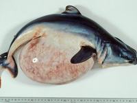 Shortfin Mako embryo