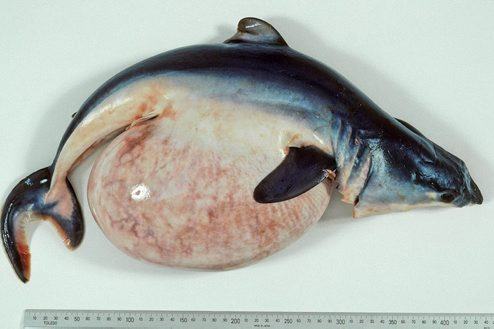 Shortfin Mako embryo