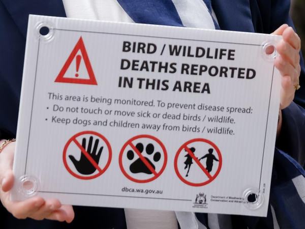 bird flu 
