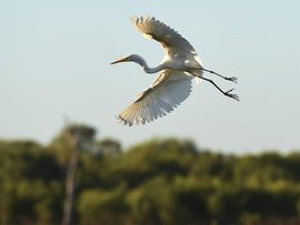 An egret takes flight in Kakadu National Park (file image)