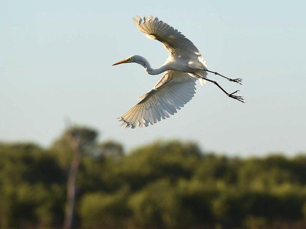 An egret takes flight in Kakadu National Park (file image)