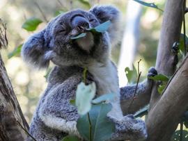 Koala in habitat