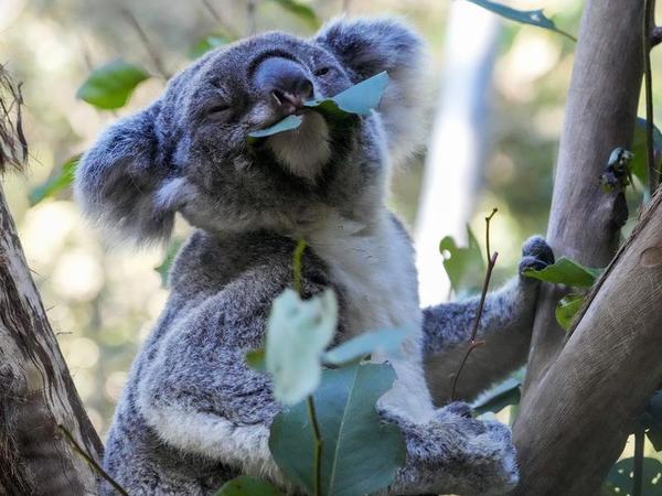 Koala in habitat