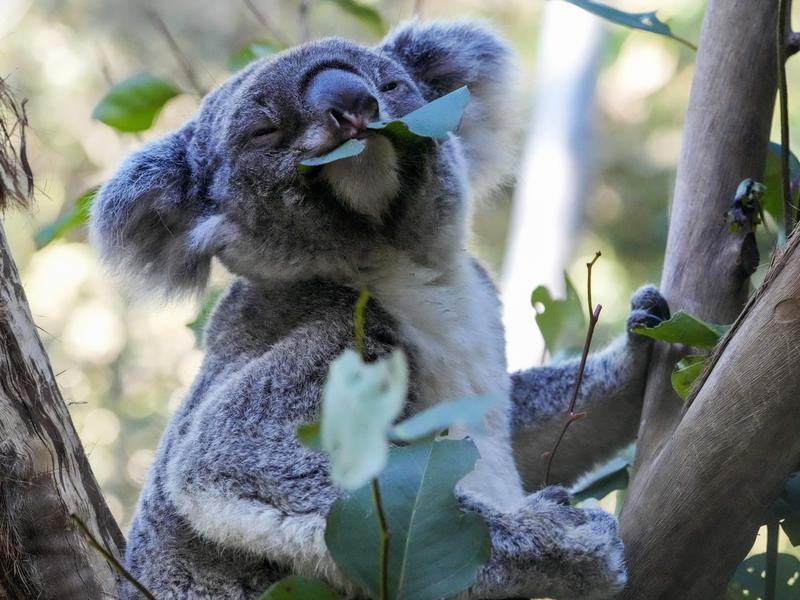 Koala in habitat