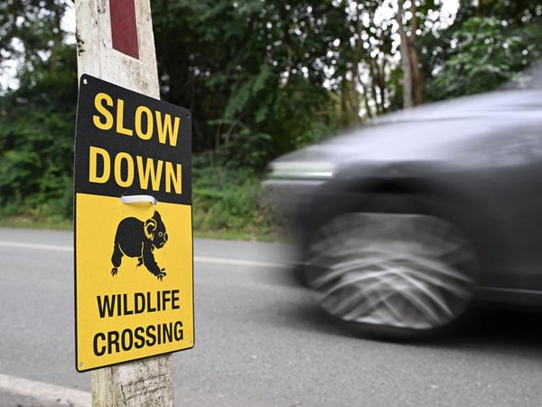 Sign depicting a koala 