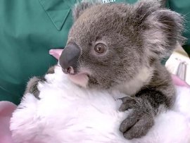 koalas 