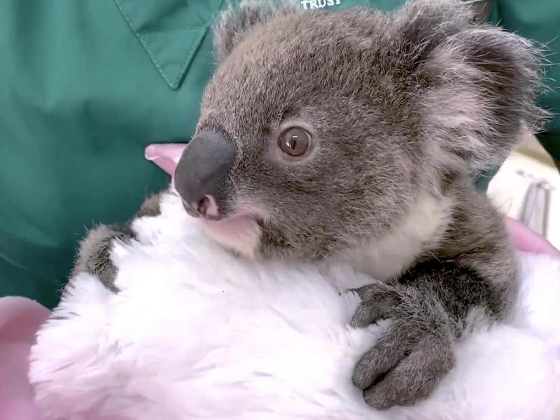 koalas 