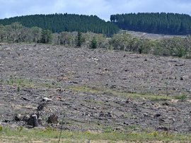 Land clearing near Bungendore, NSW
