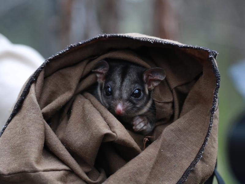 Critically endangered possum found in second state - The Australian ...