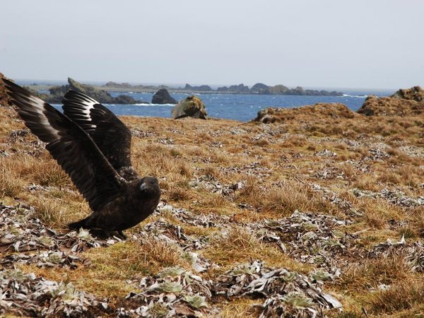 A skua