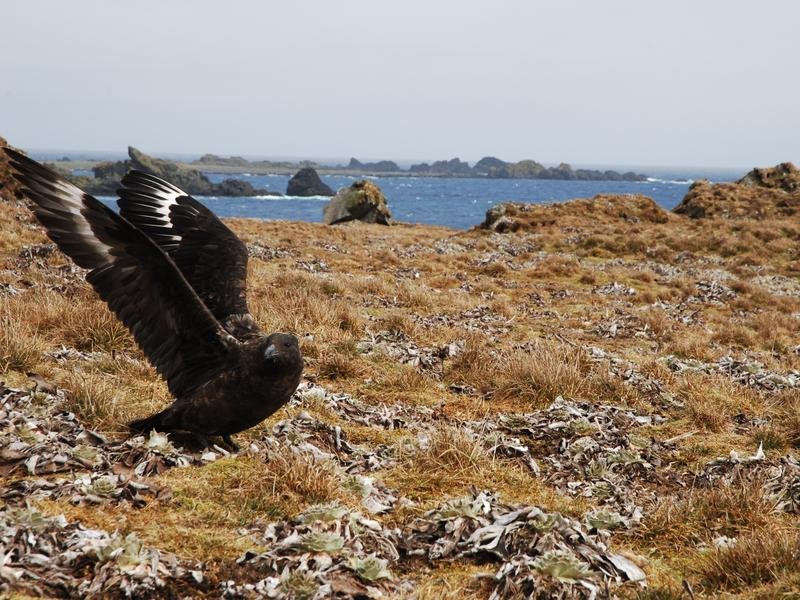 A skua