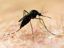 A mosquito (file image)