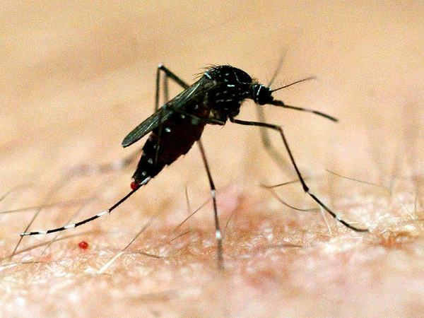 A mosquito (file image)