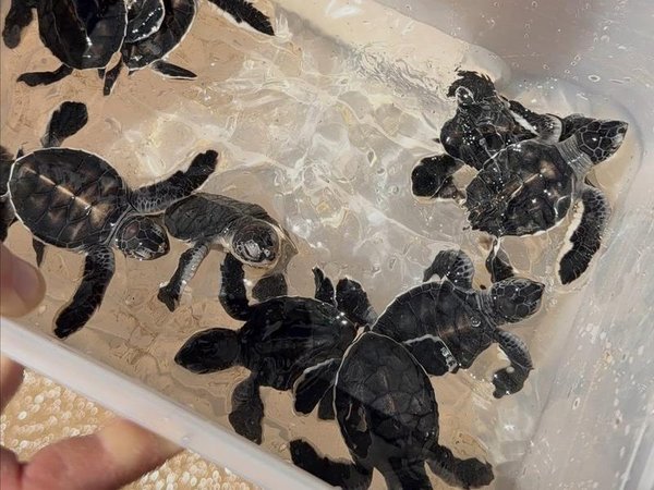 Turtle hatchlings