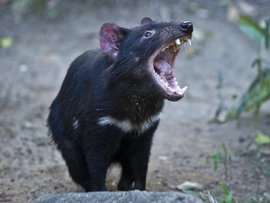 A file photo of a Tasmanian devil 