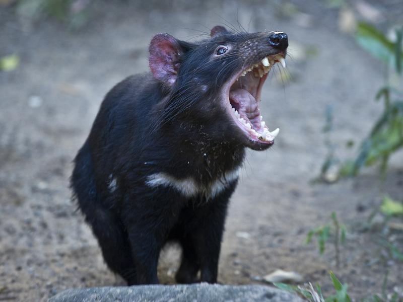 A file photo of a Tasmanian devil 