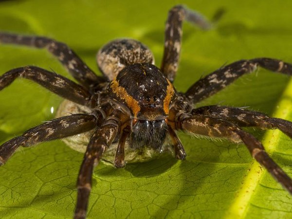 Dolomedes spider (file)