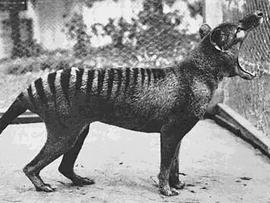 The Tasmanian tiger
